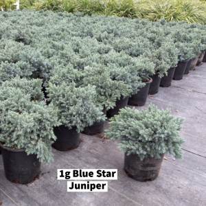 October 2022 1g Blue Star Juniper
